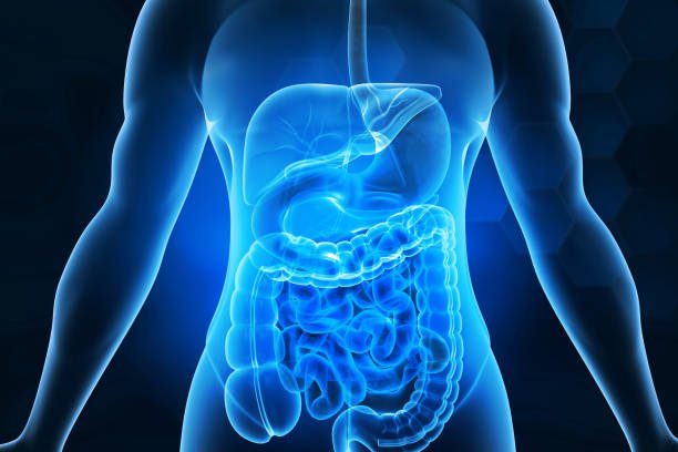 human digestive system anatomy on blue color background. 3d illustration